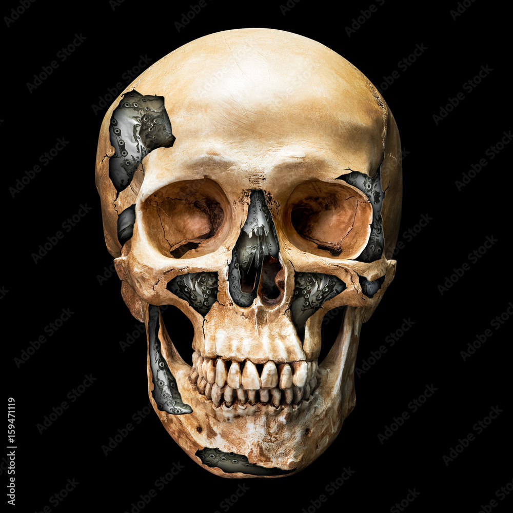 25,709 Human Skull Stock Photos, High-Res Pictures, and Images