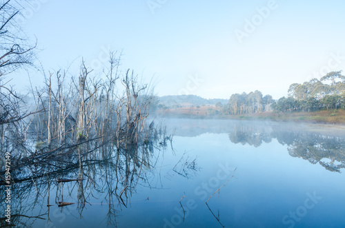 swamp with dried tree and reflecting from surface water in the morning
