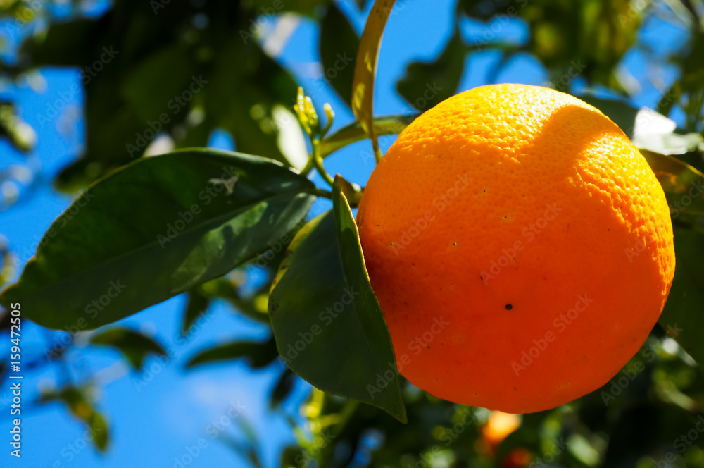 Orange tree, ripe fruit
