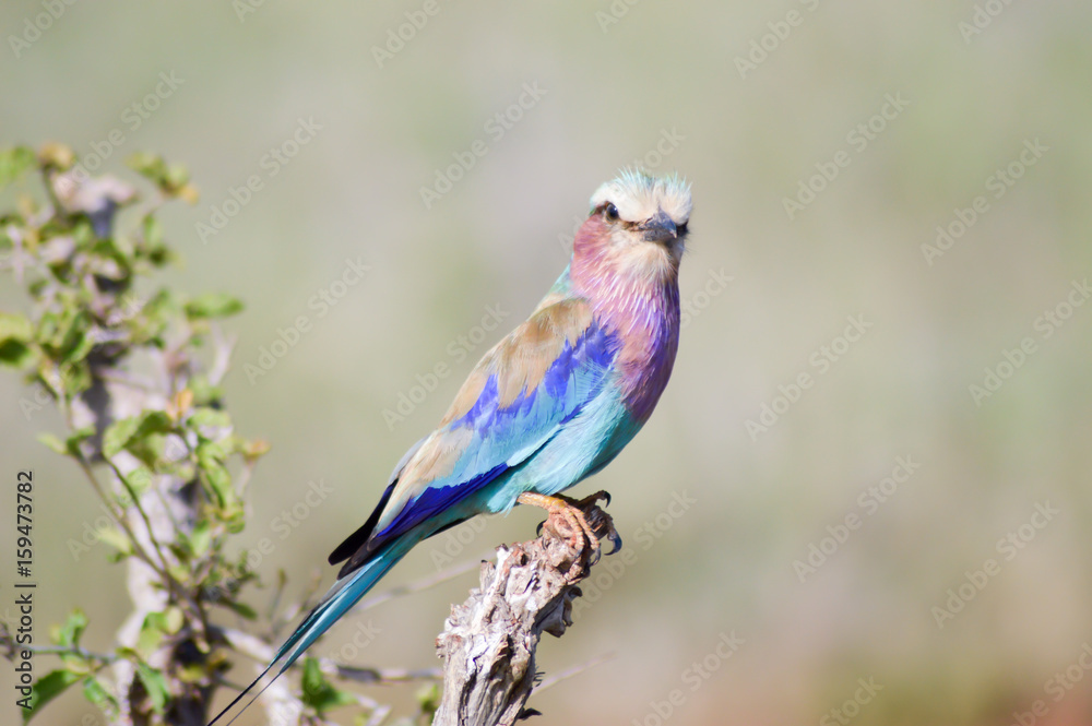 Roller with long strands on a tree