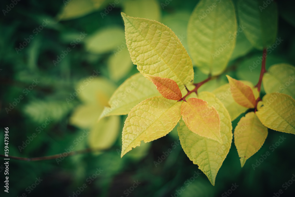 Bright green leaves on the branches in the autumn forest. Bright green leaves on the branches in the autumn forest.