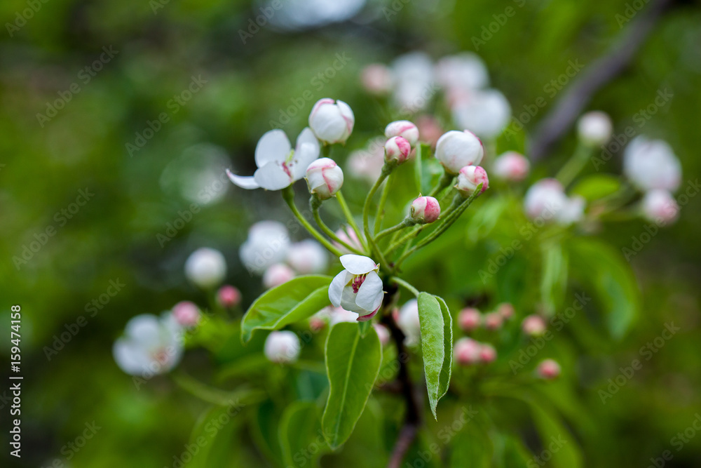 White with pink flowers of the cherry blossoms on a spring day in the park White with pink flowers of the cherry blossoms on a spring day in the park