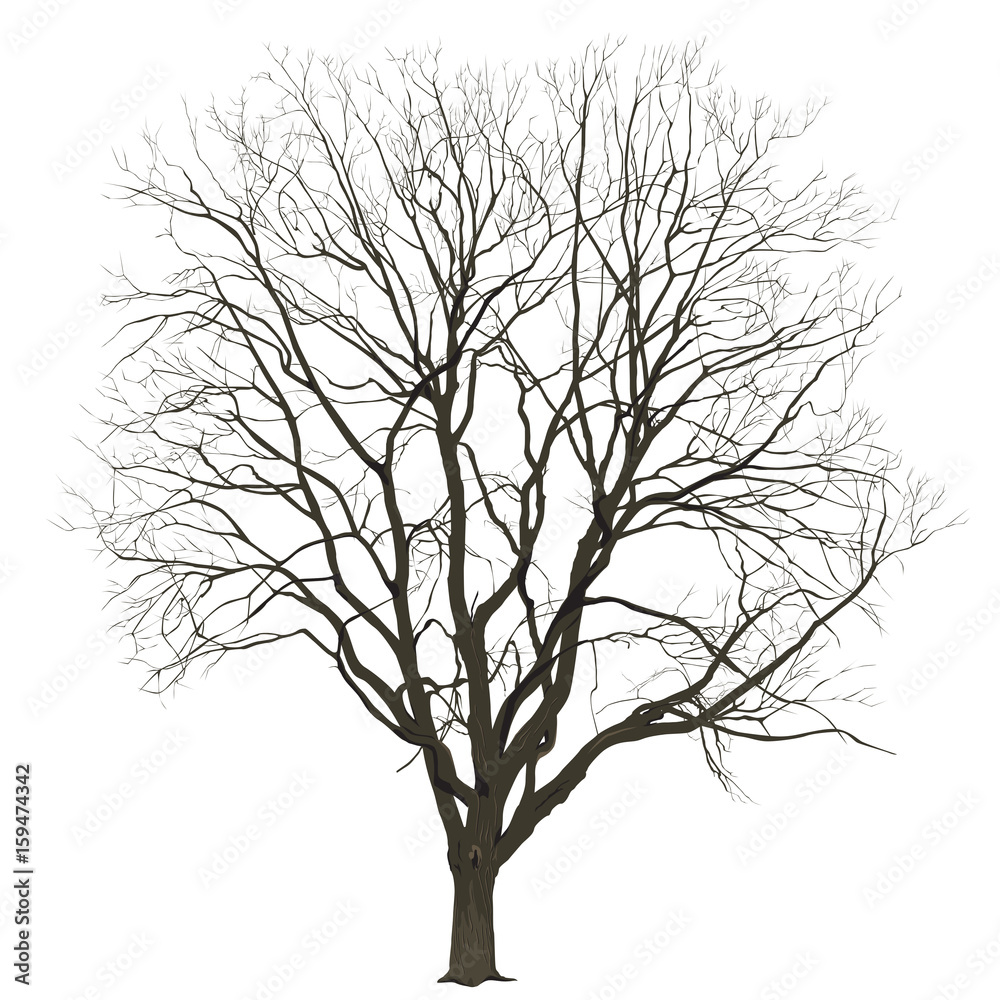 Big tree in the winter on a white background Big tree in the winter on a white background