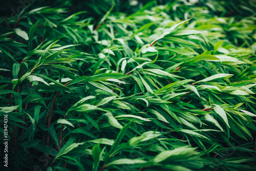 Green, tall para grass or buffalo grass in a field as background photo