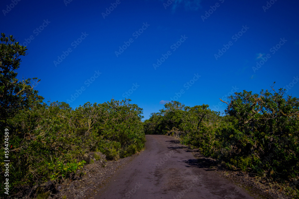 Rocky road inside of the Rangitoto island in Auckland, in a sunny day with a beautiful blue sky