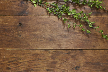 Tree branch on rustic wood background