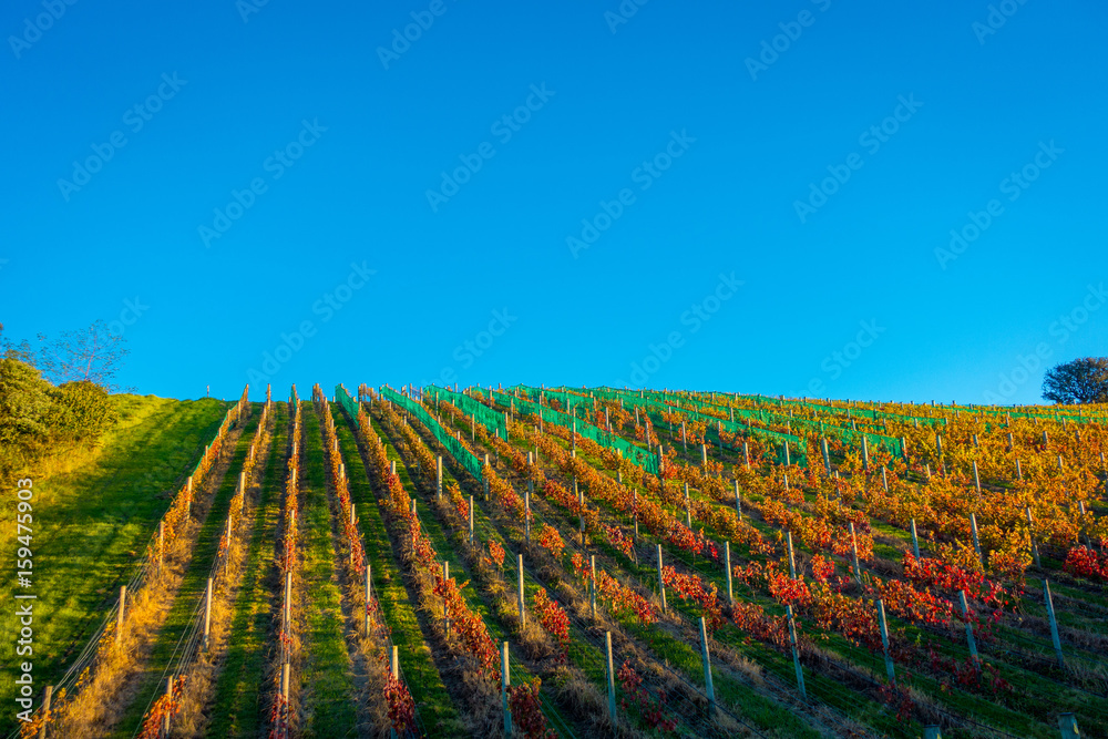 Raw vineyard vertical panoramic view on Waiheke Island, Auckland, New Zealand in a beautiful blue sky