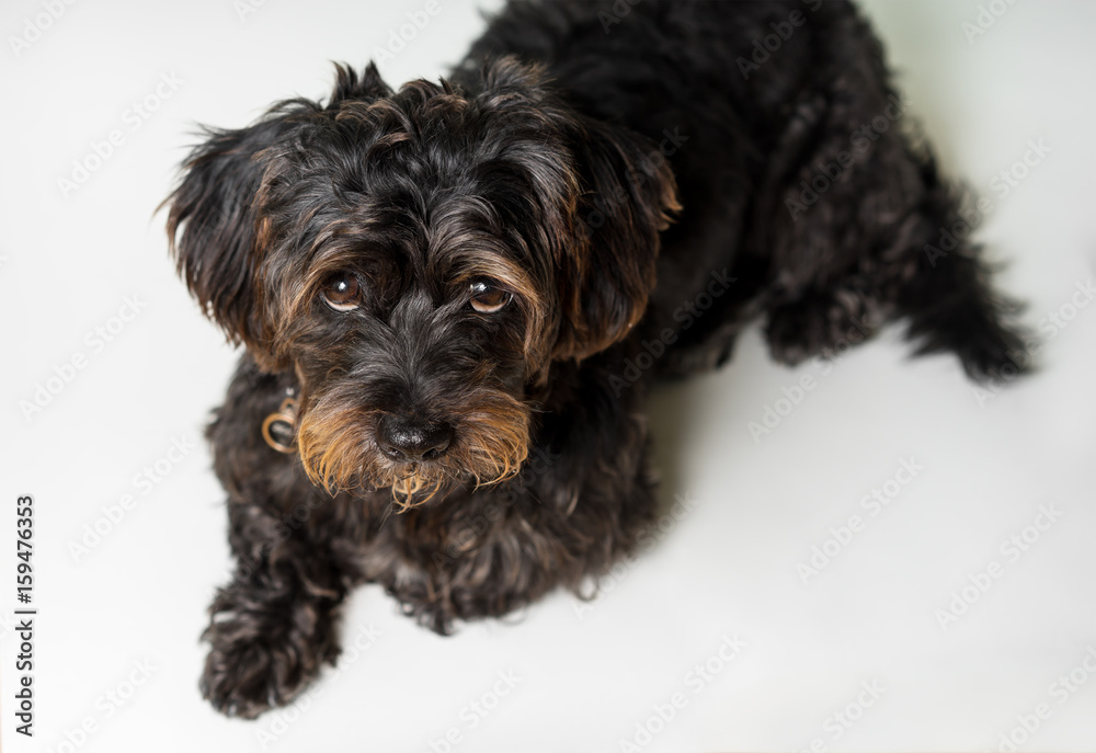 Small Black Shih Tzu mix breed dog canine lying down isolated on white looking up at camera while curious patient waiting watching sad cute adorable uncertain alone sick bored lonely Small Black Shih Tzu mix breed dog canine lying down isolated on white looking up at camera while curious patient waiting watching sad cute adorable uncertain alone sick bored lonely