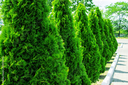Thuja alley and road in summer