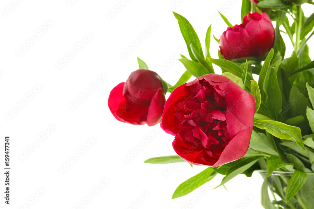 Beautiful pink peony flowers on white background Beautiful pink peony flowers on white background