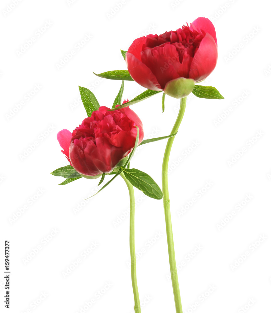 Beautiful peony flowers on white background