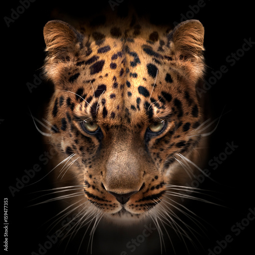 far eastern leopard face isolated on black