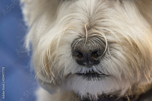 Dog Snout and Nose