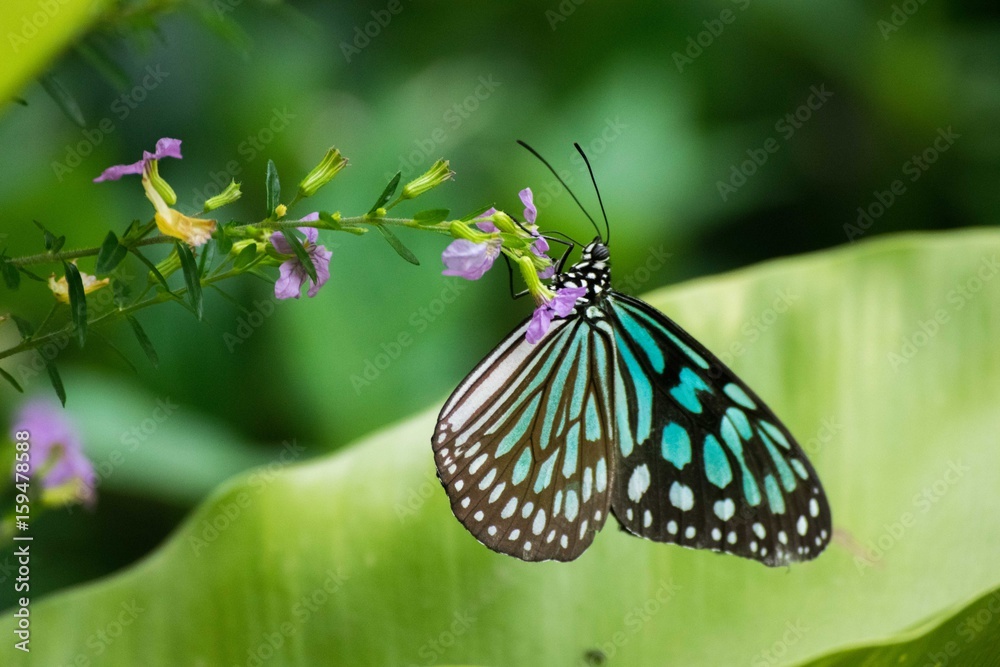 Obraz premium リュウキュウアサギマダラ