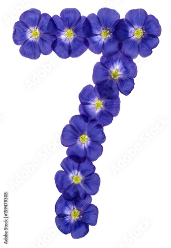 Arabic numeral 7, seven, from blue flowers of flax, isolated on white background