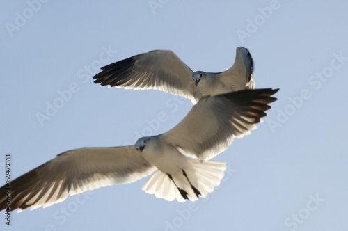 flying seagulls blue skies