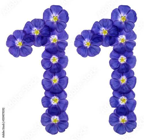 Arabic numeral 11, eleven, from blue flowers of flax, isolated on white background