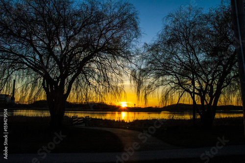 willow trees with sunset 