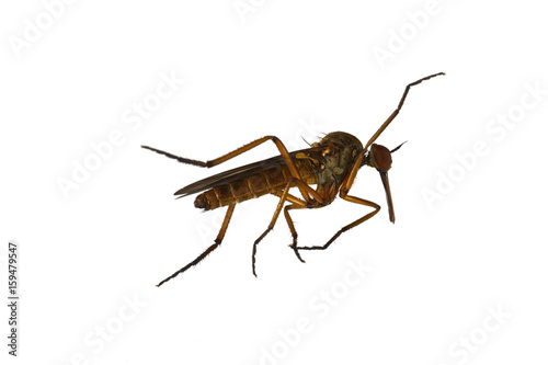 Mosquito on a white background