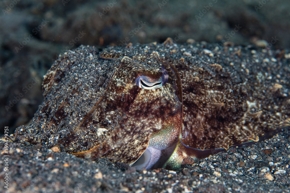 Cuttlefish Camouflaged in Sand