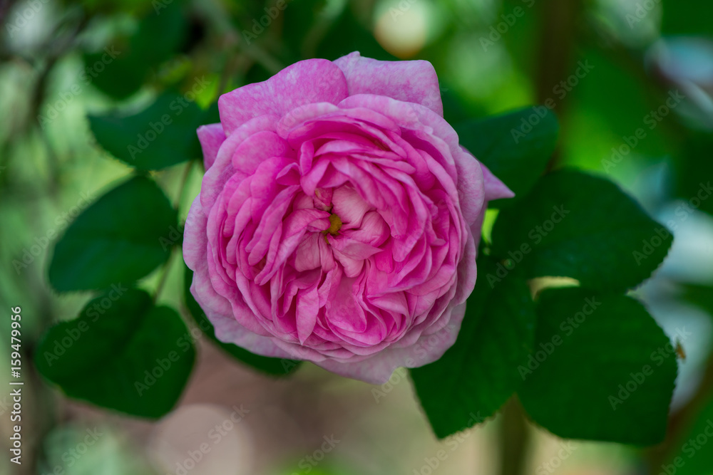 Rose tea blooms Rose tea blooms