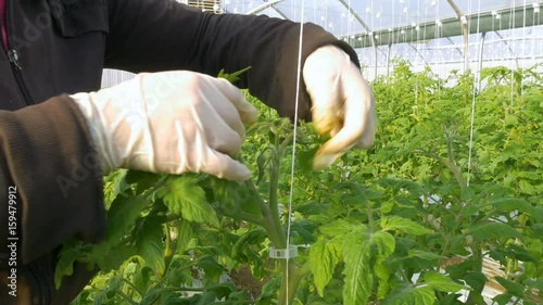 Worker reducing number of buds of tomato plants in greenhouse