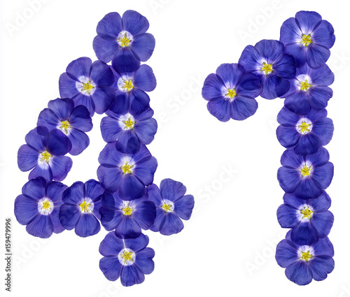 Arabic numeral 41, forty one, from blue flowers of flax, isolated on white background