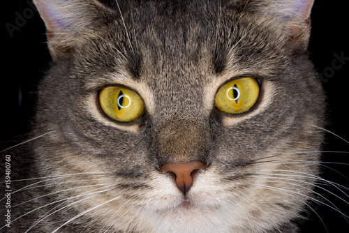 cat face closeup green eyes