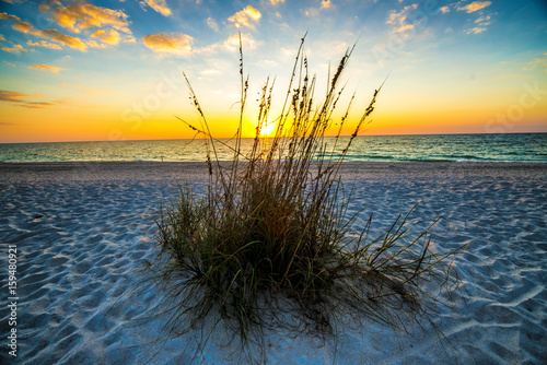 beach grass with sunset