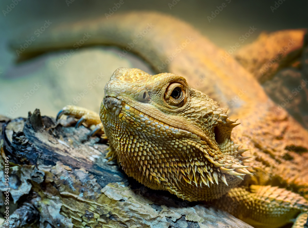 Naklejka premium Portrait Bartagame