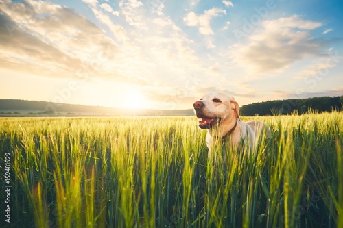 Dog on the field at the sunrise