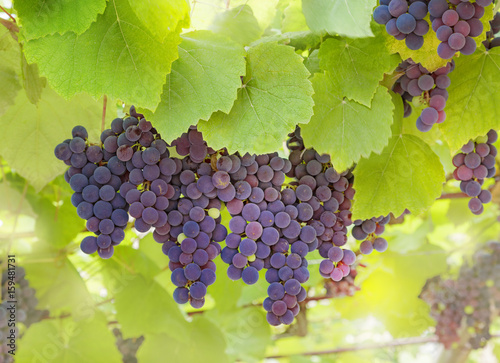 Ripening bunches of red grapes in the sun on a background of green leaves