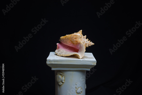 conch shell black background 