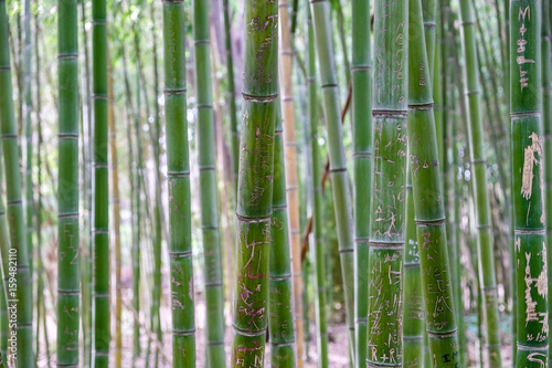 Bamboo with graffiti