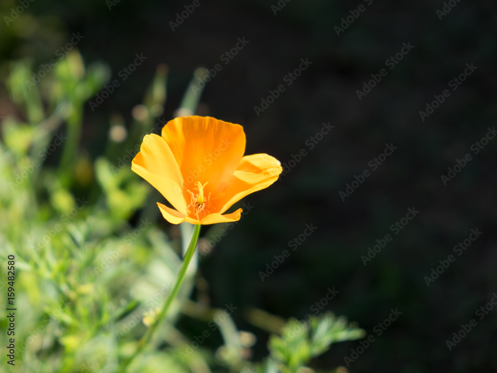 Yellow poppy flower in the garden