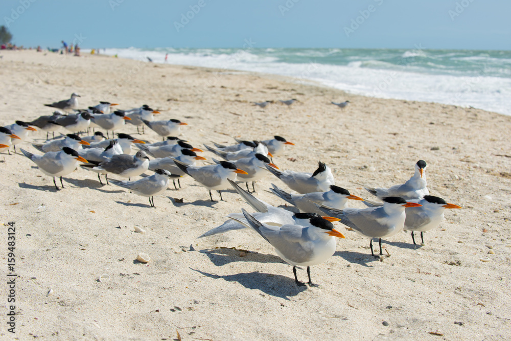 seagulls at the beach in the sand 
