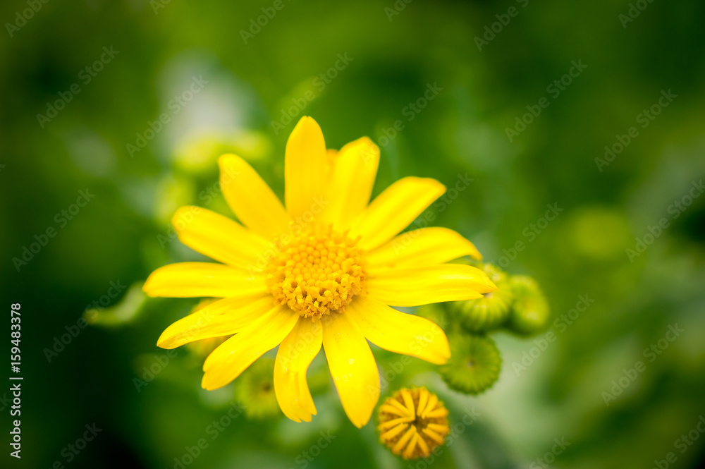 Calendula arvensis flower with shallow field of depth on green blurred background Calendula arvensis flower with shallow field of depth on green blurred background
