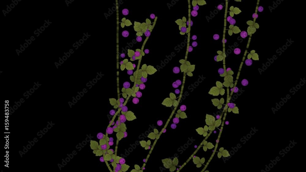 4k Growing spring berry fruit branches vegetation plant. 4k Growing spring berry fruit branches vegetation plant.