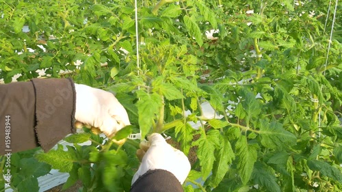 Person working in modern industrial greenhouse with  tomatoes