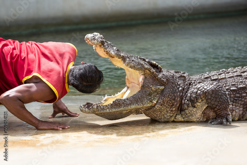 Crocodile show photo