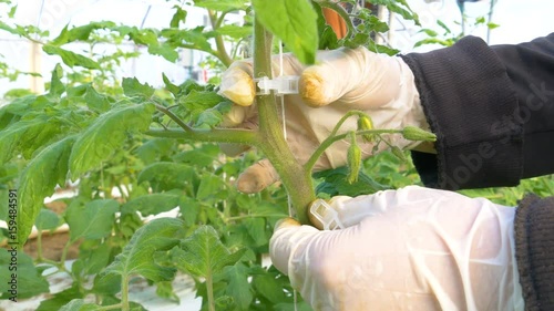 Person working in modern industrial greenhouse with  tomatoes