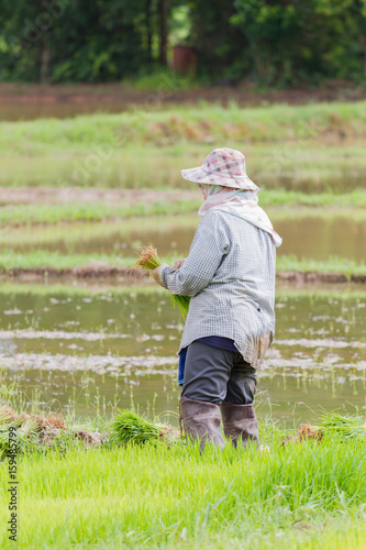 back of asian female farmer standing at the rice field