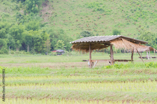 Thai traditional hut on the rice field, Thailand, copyspace