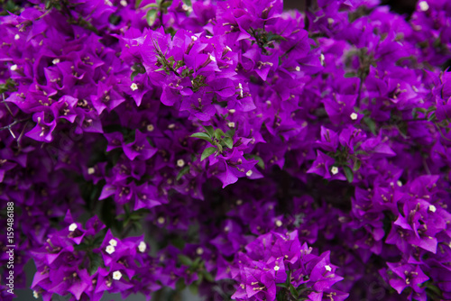 blooming bougainvillea