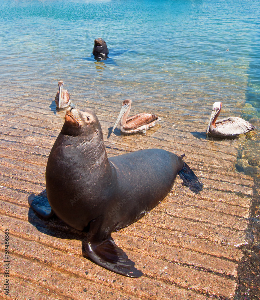 Fototapeta premium Sea Lions with 3 Pelicans on the marina boat launch in Cabo San Lucas Mexico BCS