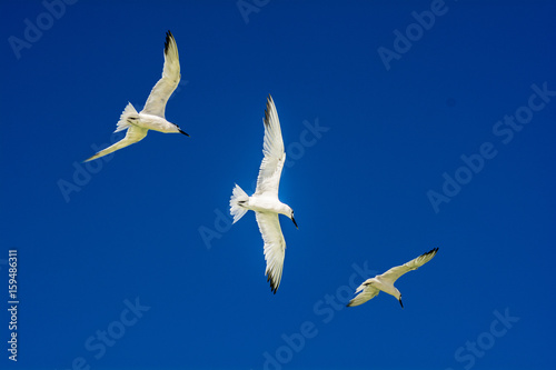 flying seagulls against blue skies