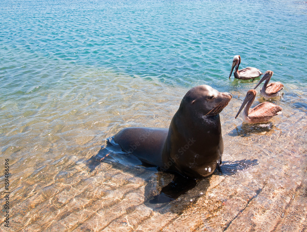 Fototapeta premium Sea Lion with three Pelicans on the marina boat launch in Cabo San Lucas Mexico BCS