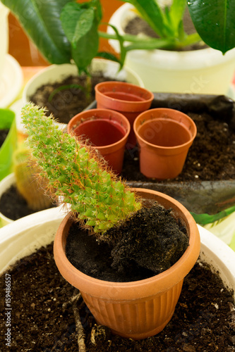 Preparing for the transplantation of a cactus