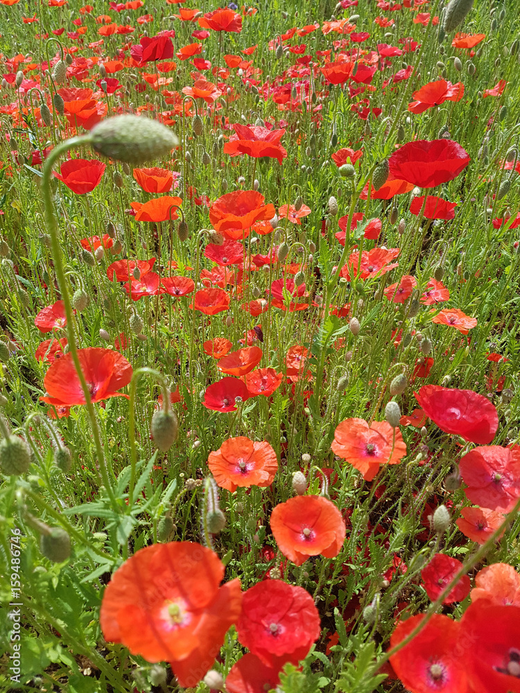 Naklejka premium Klatschmohn; Papaver; rhoeas, Heilpflanze