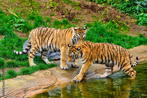 Fototapeta Naklejka Na Ścianę i Meble -  Two adult tigers at play. young Tiger